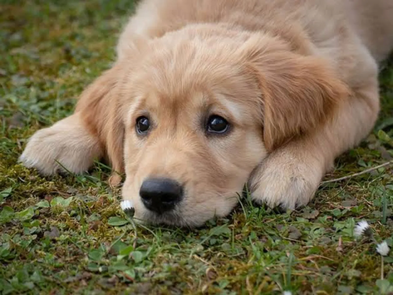 Hond ter adoptie