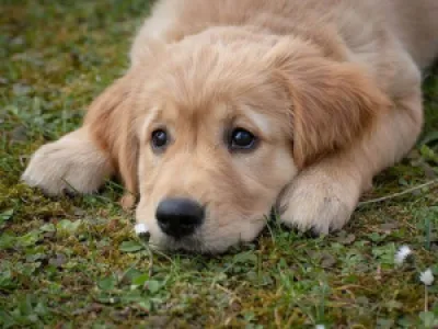 Hond ter adoptie